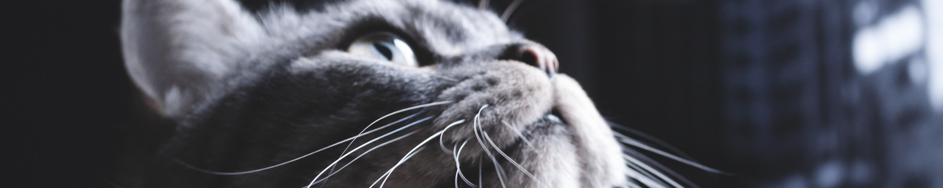 Hitzschlag bei Hund und Katze: Symptome und Sofortmaßnahmen