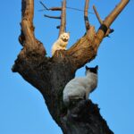 Hornhautverletzung bei Katzen