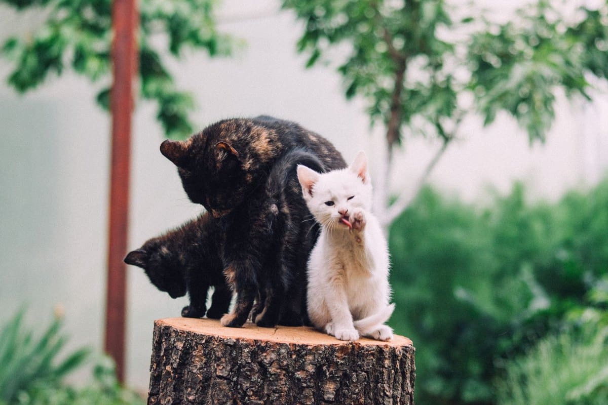 Hornhautverletzung bei Katzen – go4vet