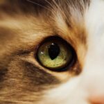 Hüftdysplasie bei Katzen