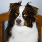 Hüftgelenksdysplasie beim Hund