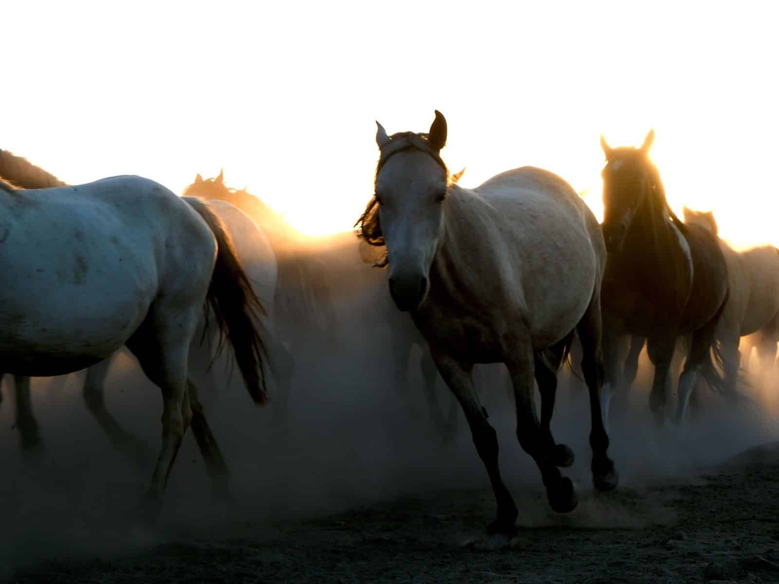 Hufgeschwür beim Pferd: Akute Lahmheit, Behandlung und Verlauf