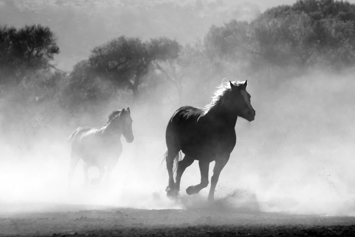 Hufgeschwür beim Pferd: Akute Lahmheit, Behandlung und Verla – go4vet