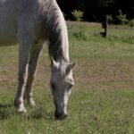 Hufrehe beim Pferd: Akut-Notfall, EMS-Bezug und Prävention
