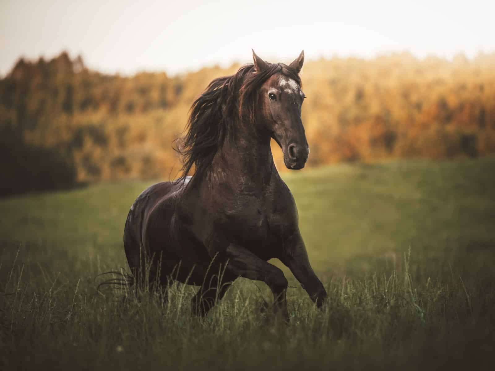 Hufrehe beim Pferd im Frühling: Ursachen, Symptome & Vorbeugung