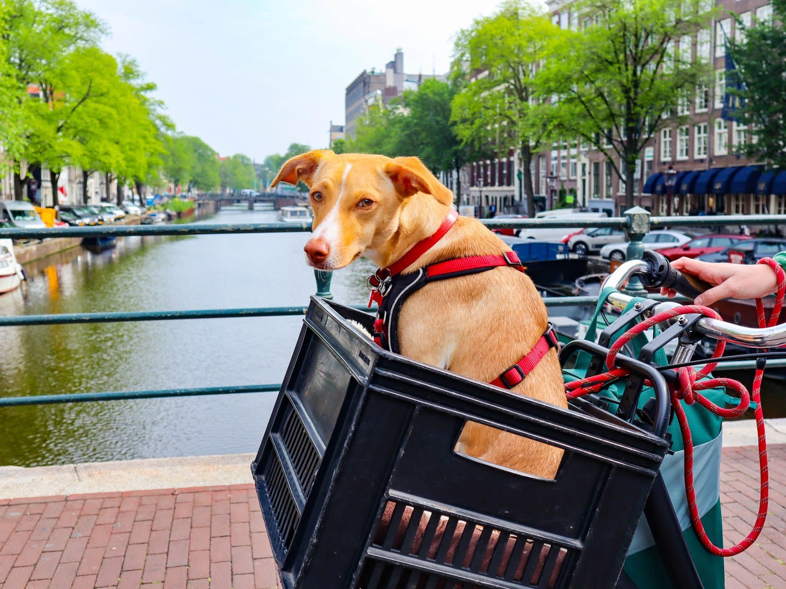 Mit Hund in Amsterdam: Städtereise
