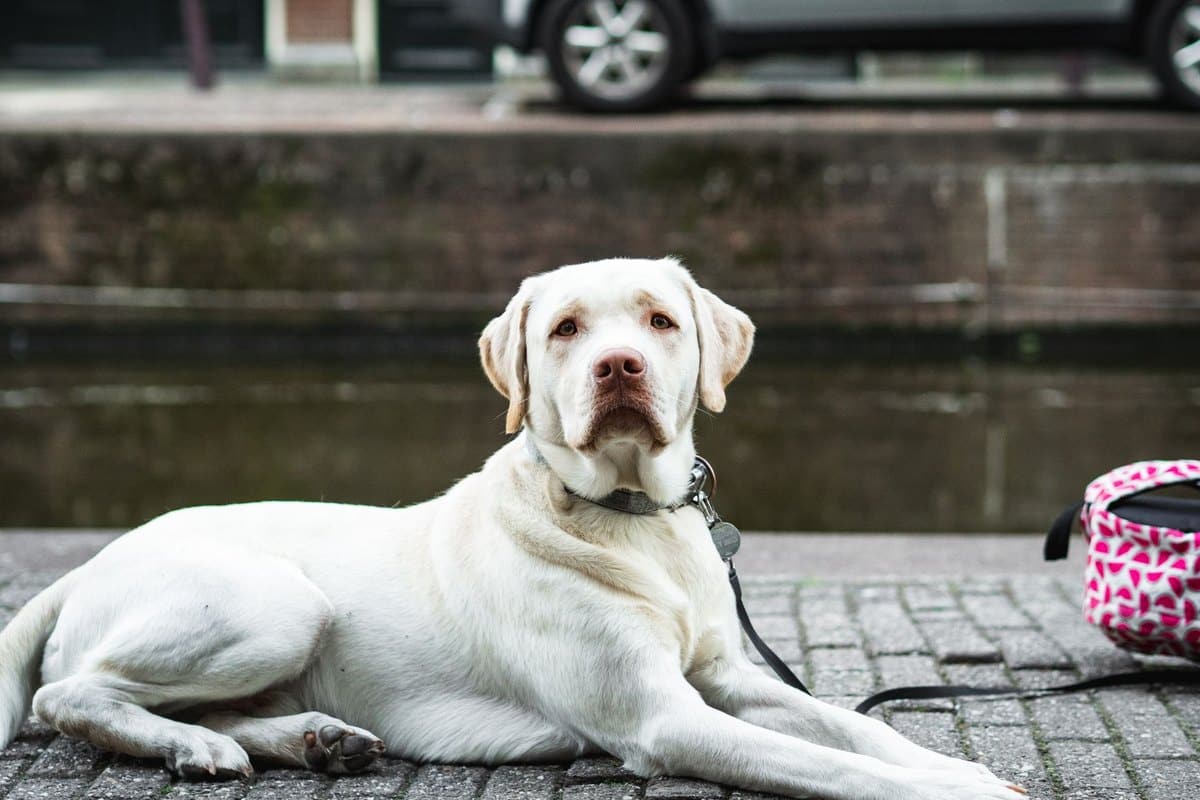 Mit Hund in Amsterdam: Städtereise – go4vet
