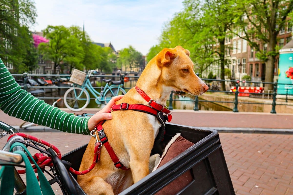 Mit Hund in Amsterdam: Städtereise – go4vet
