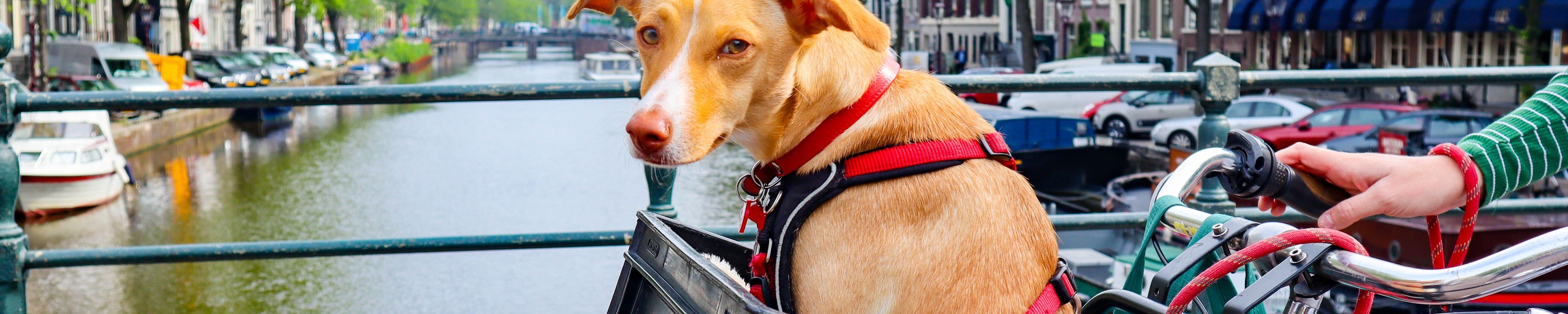 Mit Hund in Amsterdam: Städtereise
