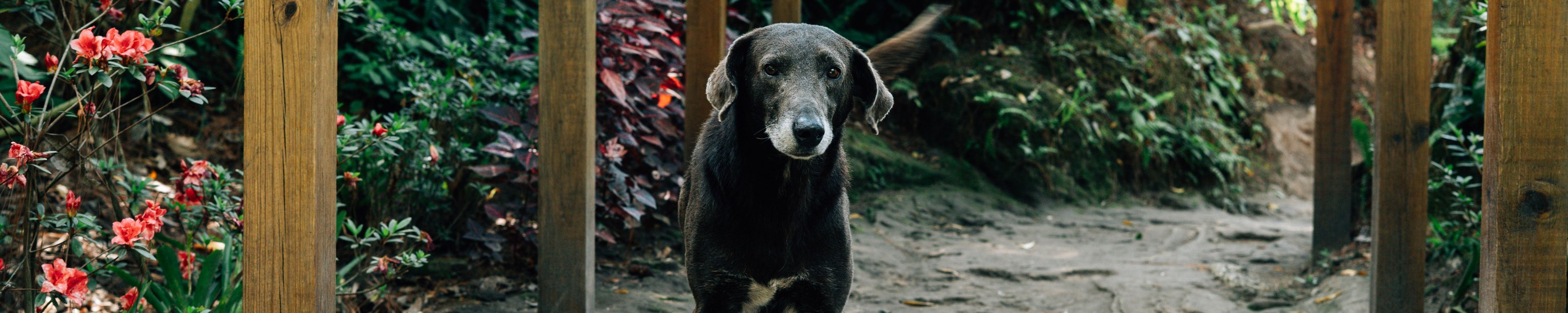 Hund anmelden: Hundesteuer, Chip und Registrierung