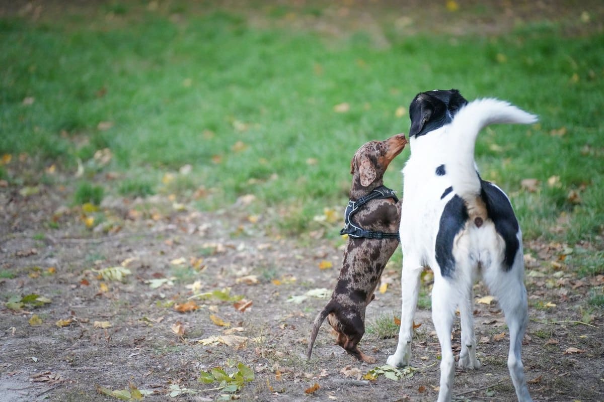 Hund aus dem Tierheim: Worauf du dich einstellen musst – go4vet