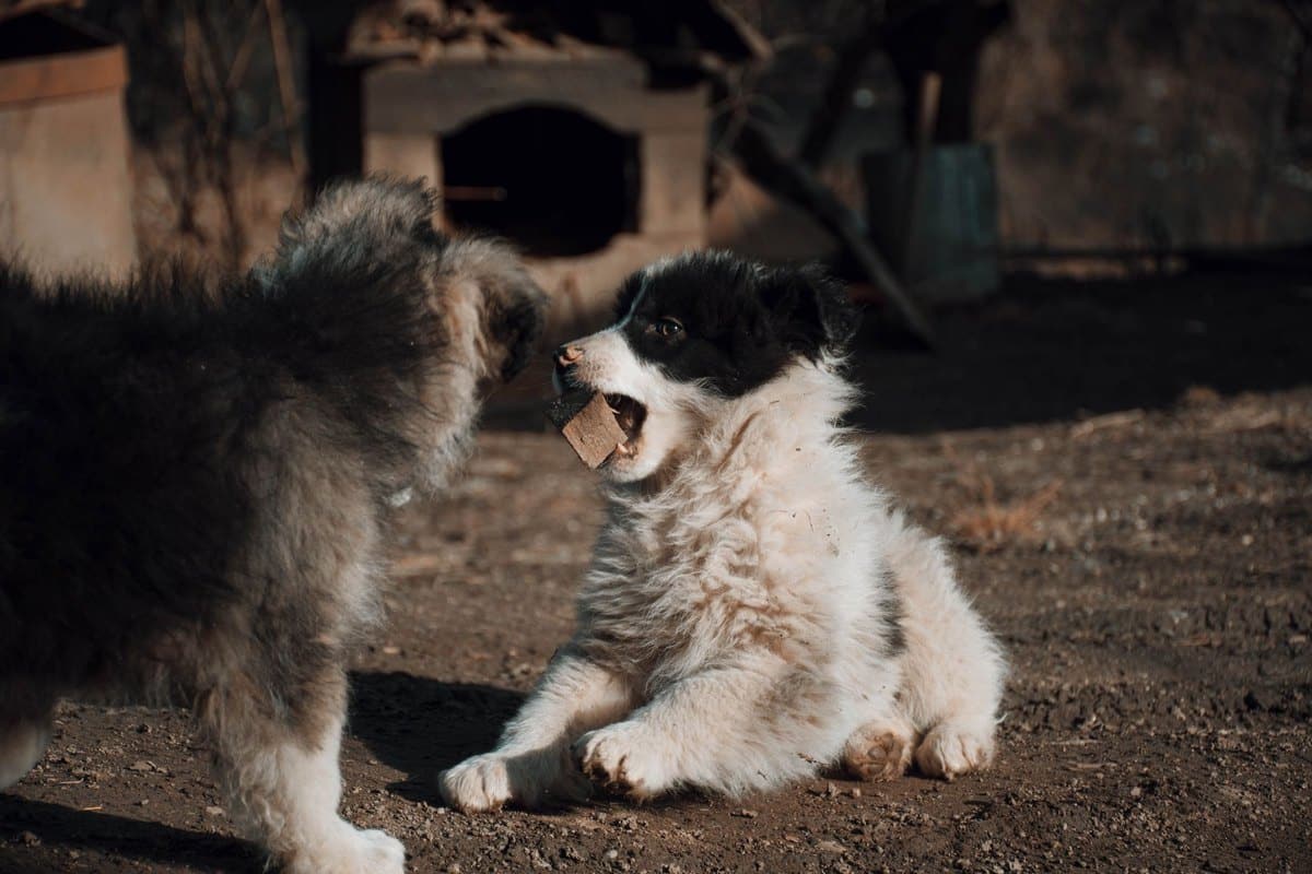 Hund aus dem Tierheim: Worauf du dich einstellen musst – go4vet
