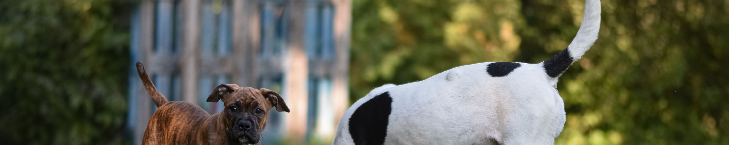 Hund aus dem Tierheim: Worauf du dich einstellen musst