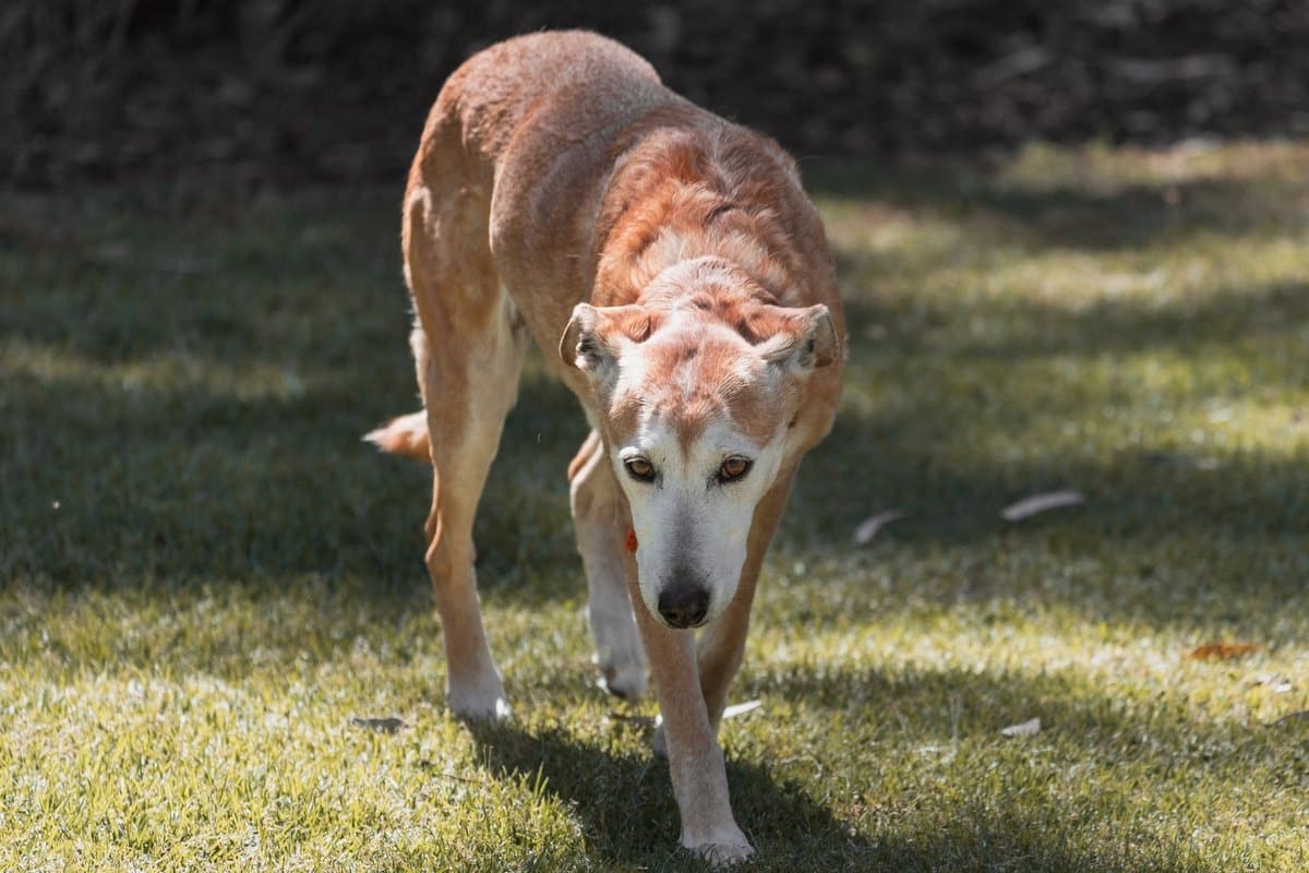Mit Hund nach Australien und Neuseeland – go4vet