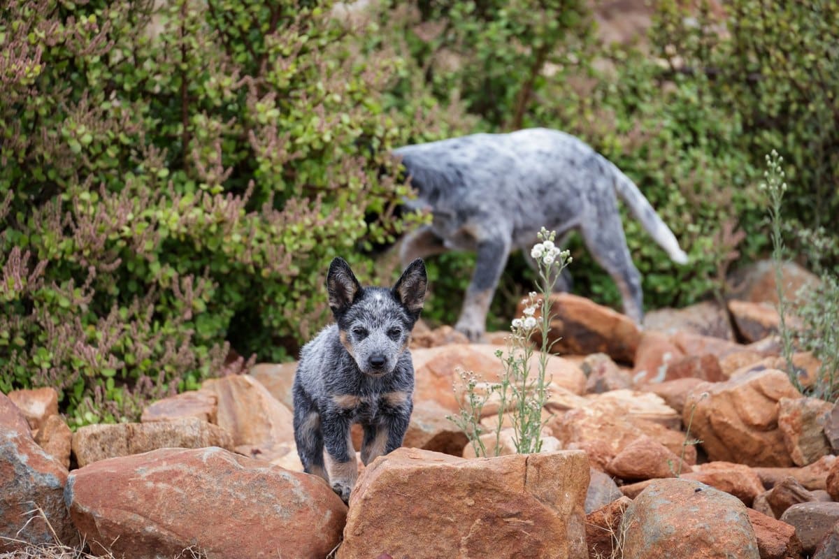 Mit Hund nach Australien und Neuseeland – go4vet