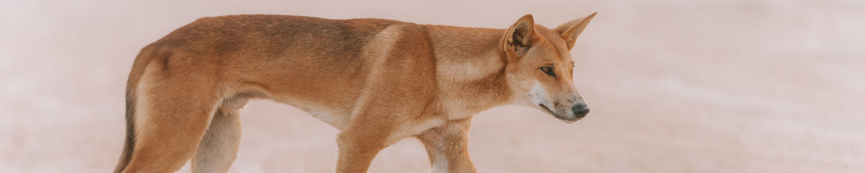 Mit Hund nach Australien und Neuseeland