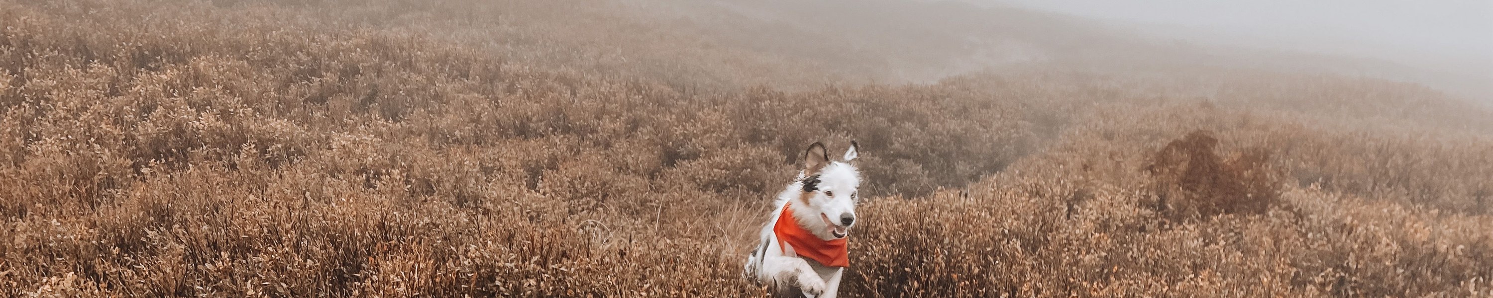 Balkan-Roadtrip mit Hund: durch mehrere Länder reisen