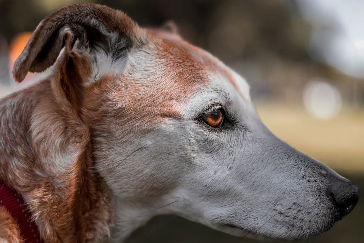 Hund dreht sich im Kreis – go4vet