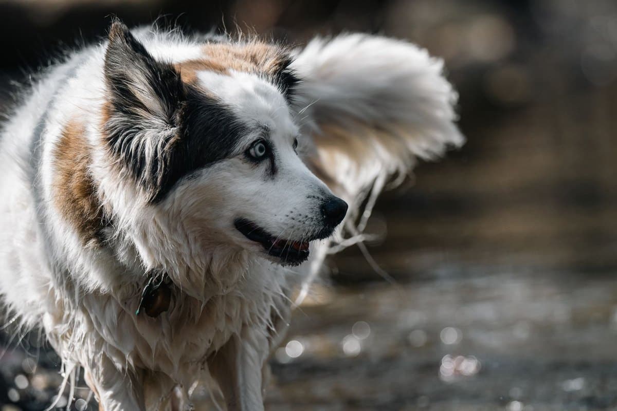 Hund dreht sich im Kreis – go4vet