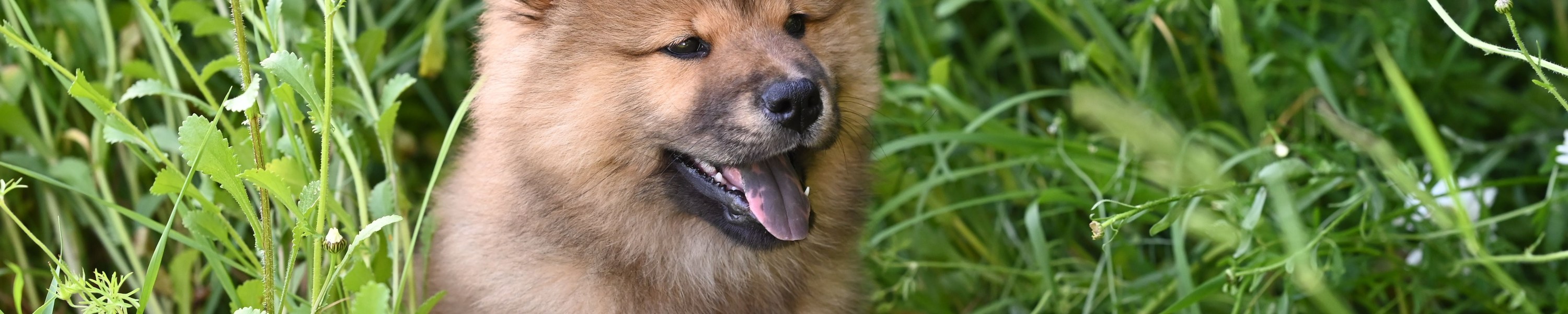 Hund dreht sich im Kreis
