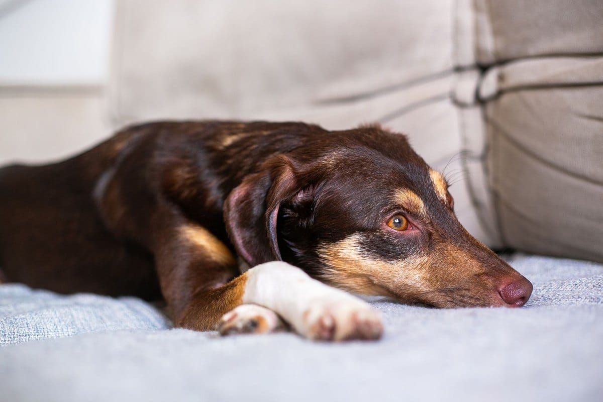 Hund erbricht Blut – go4vet