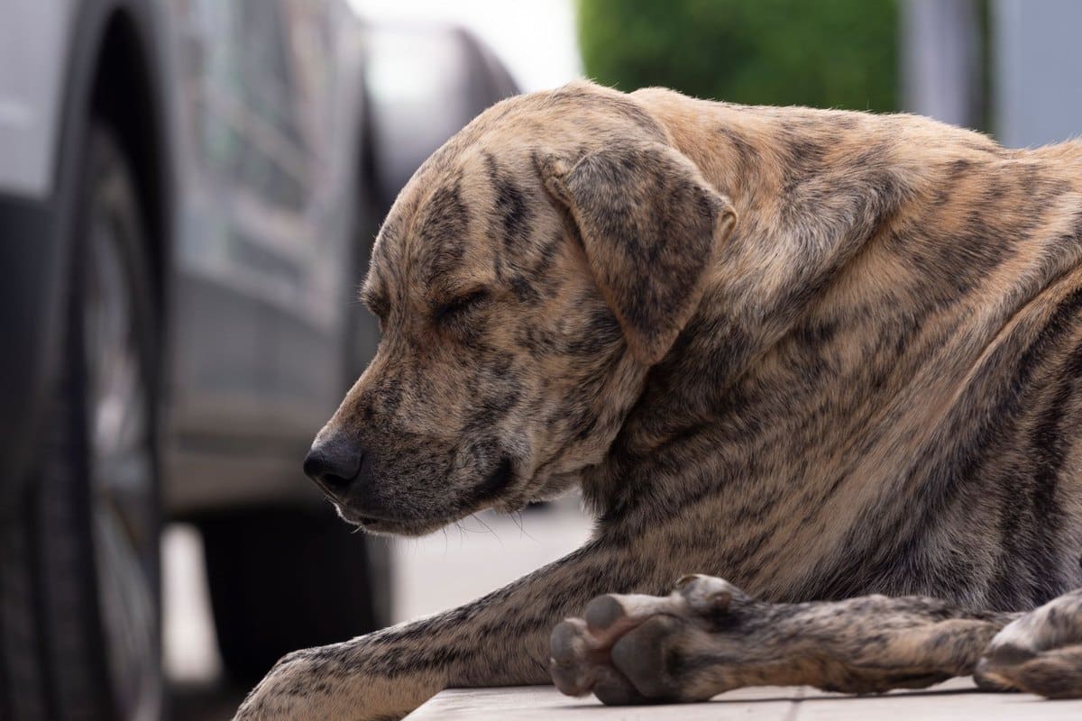 Hund erbricht Blut – go4vet