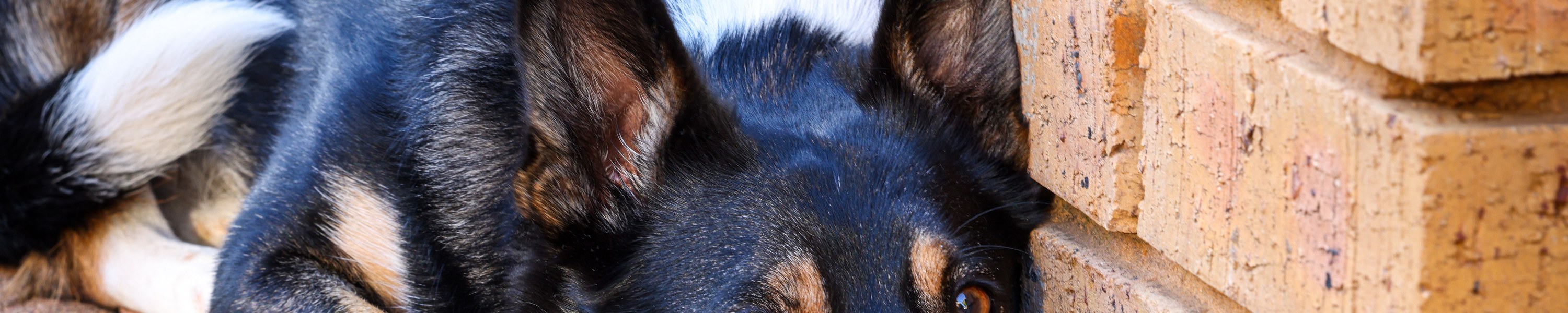 Hund erbricht Blut