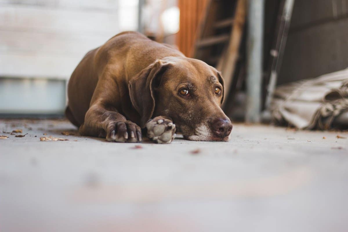 Hund erbricht – go4vet