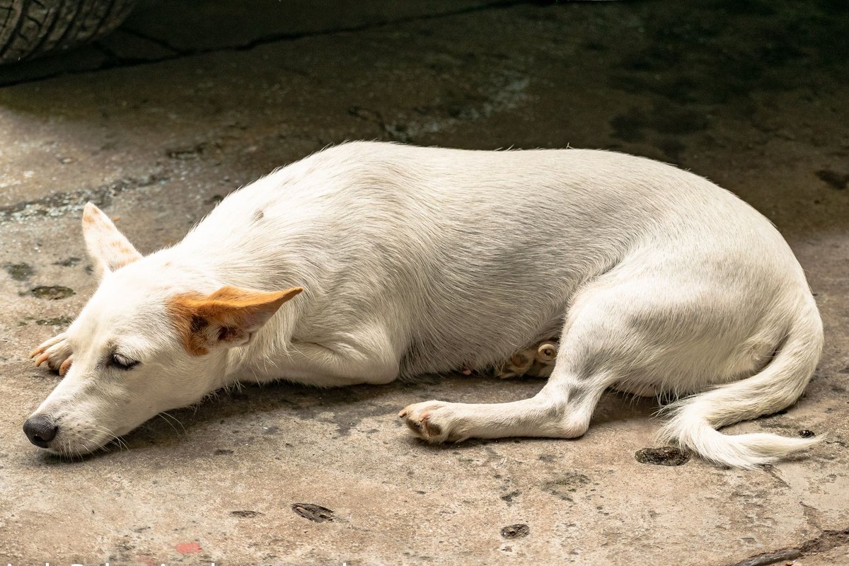 Hund erbricht – go4vet