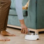 Hund erbricht Futter unverdaut