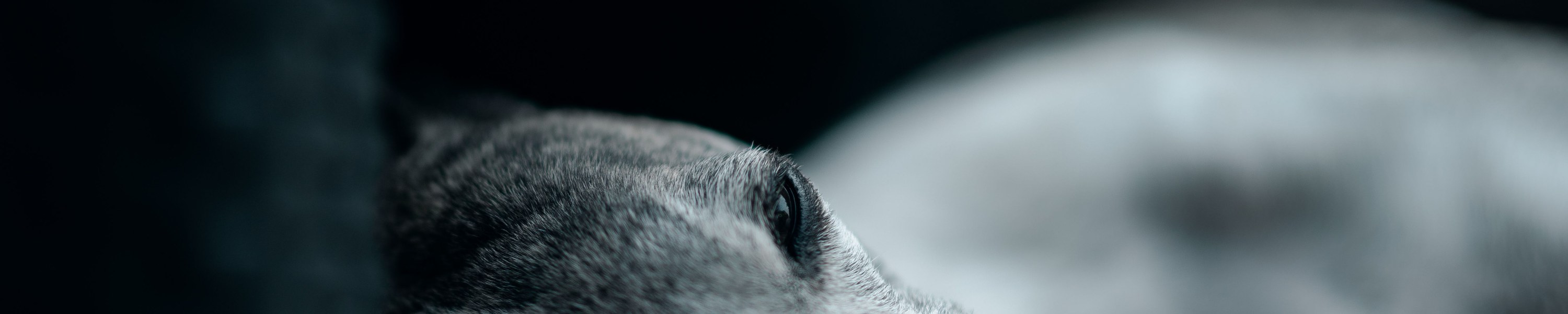 Hund erbricht