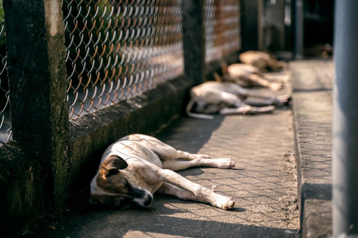 Hund erbricht weißen Schaum – go4vet