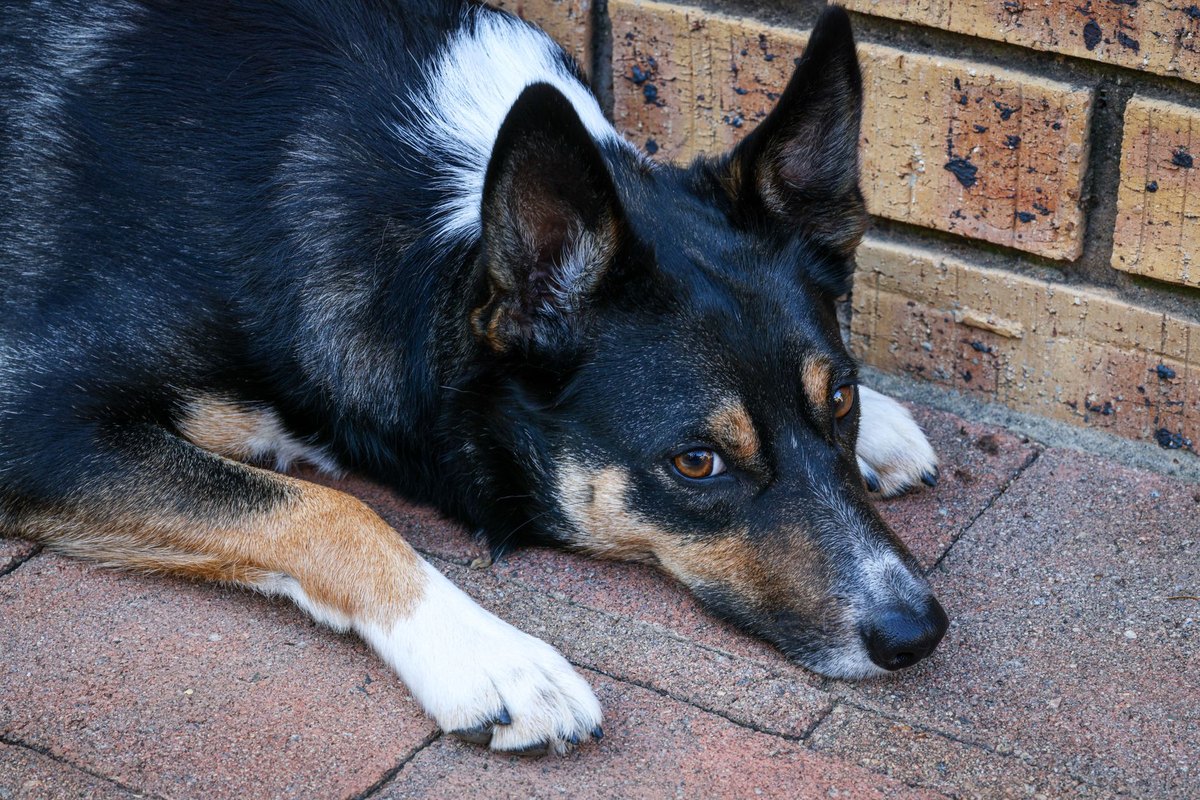 Hund erbricht weißen Schaum – go4vet