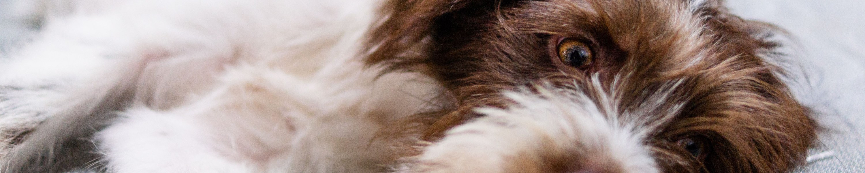 Hund erbricht weißen Schaum