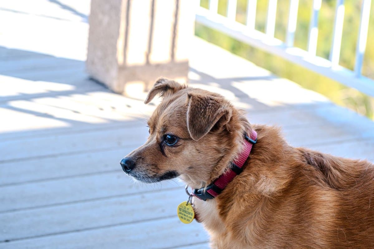 Hund ernähren: Das optimale Futter für jeden Lebensabschnitt – go4vet