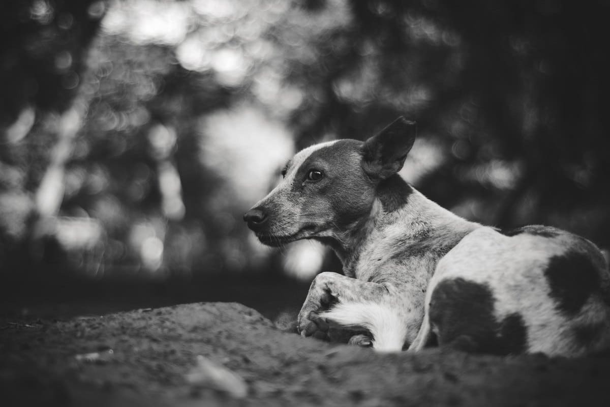 Hund frisst nicht – go4vet