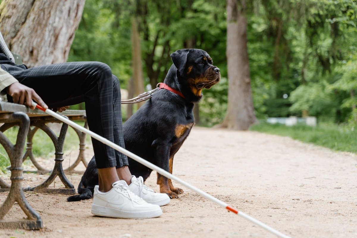 Hund frisst nicht – go4vet