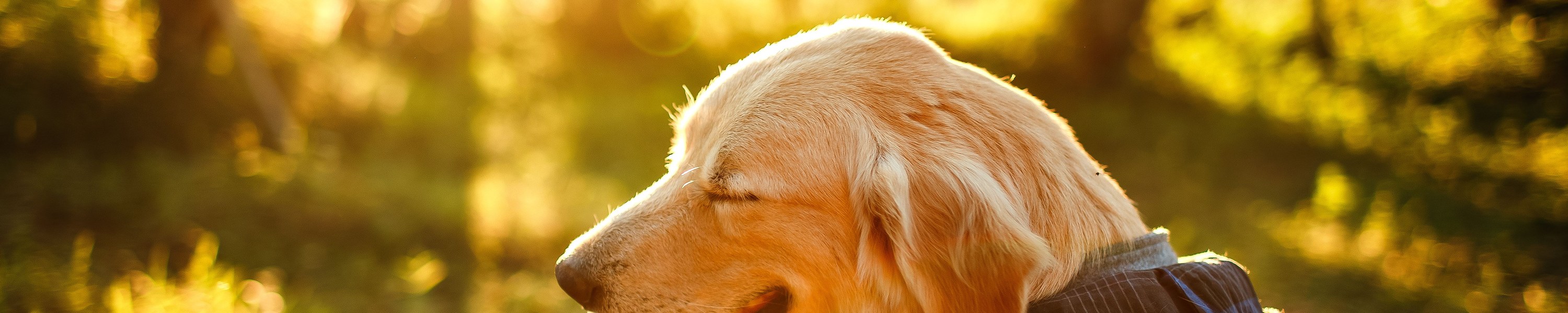 Hund frisst nicht