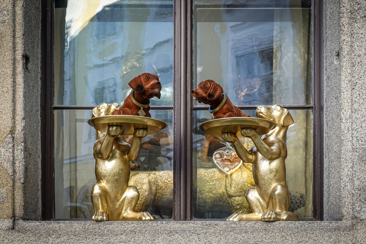 Mit Hund in Graz: Tipps für die Stadt – go4vet