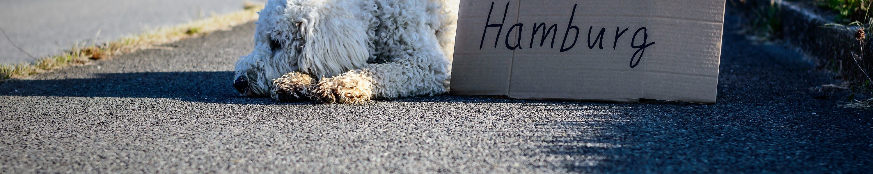 Mit Hund in Hamburg: Städtereise