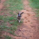 Hund hat geschwollene Lymphknoten