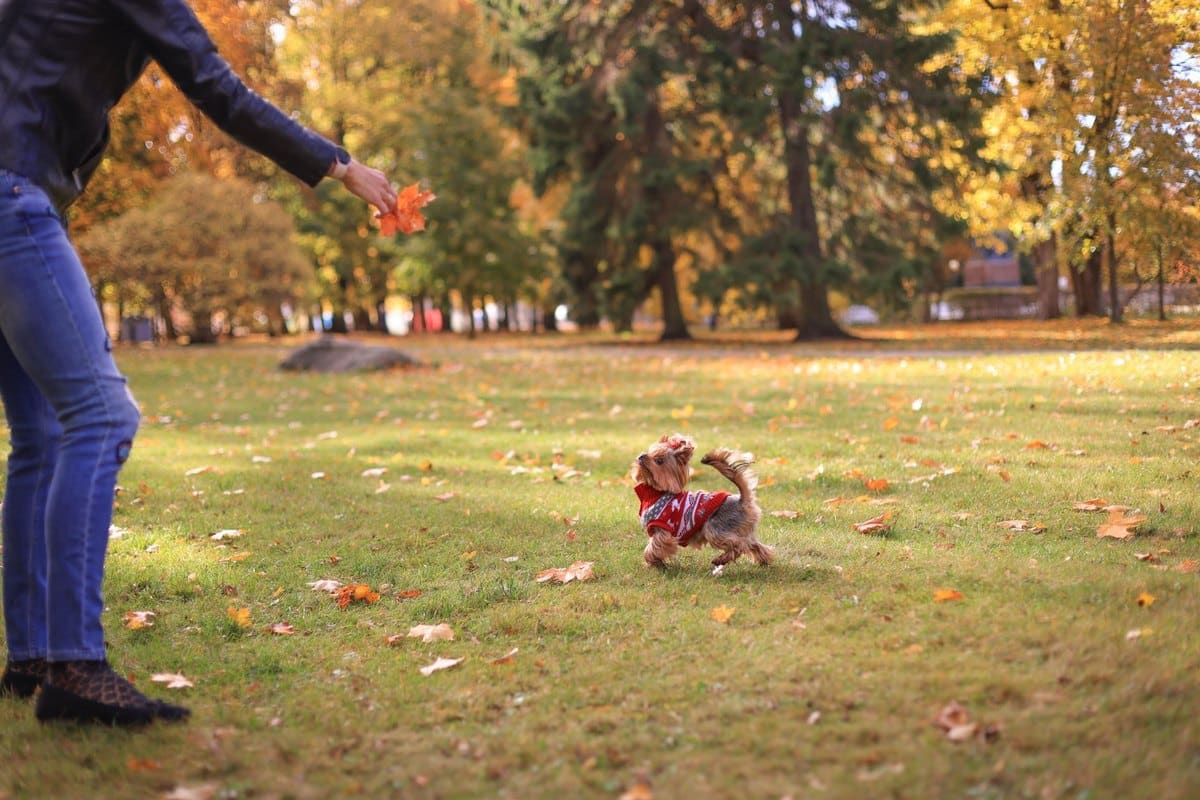 Hund hat geschwollene Lymphknoten Ursachen – go4vet