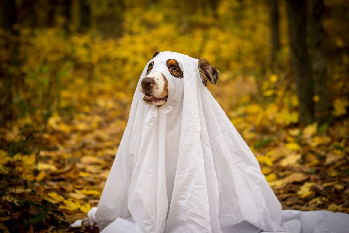 Hund hat geschwollene Lymphknoten Ursachen – go4vet