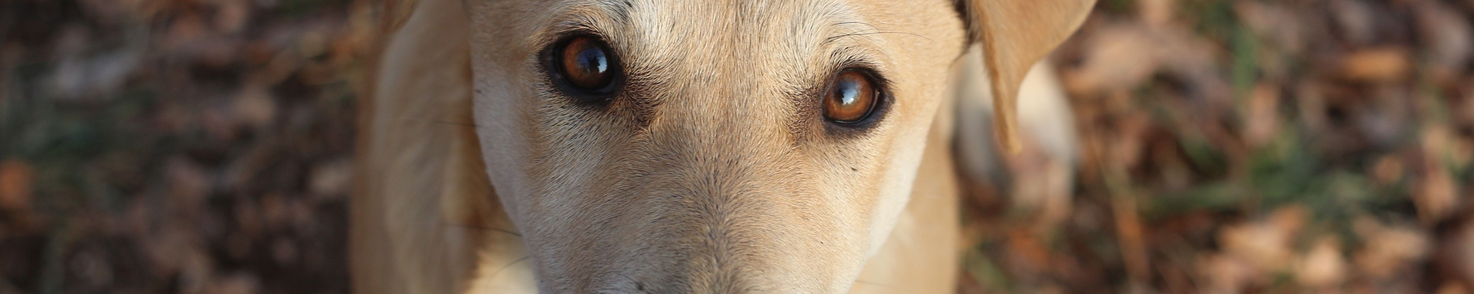 Hund hat geschwollene Lymphknoten Ursachen