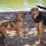 Hund hat viel Ohrenschmalz
