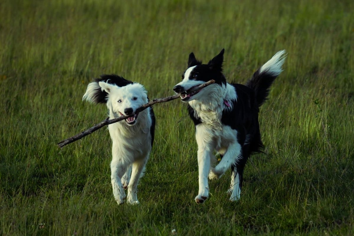 Hund hat viel Ohrenschmalz – go4vet