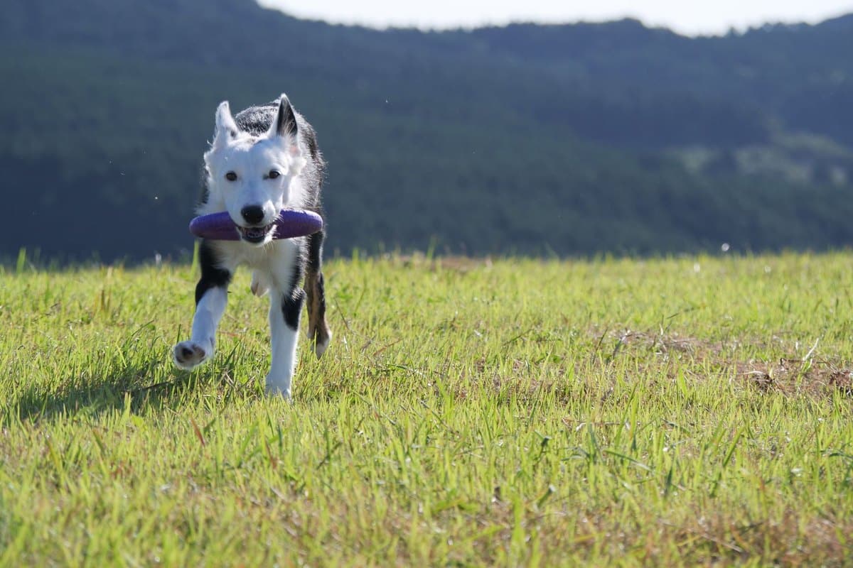 Hund hat viel Ohrenschmalz – go4vet
