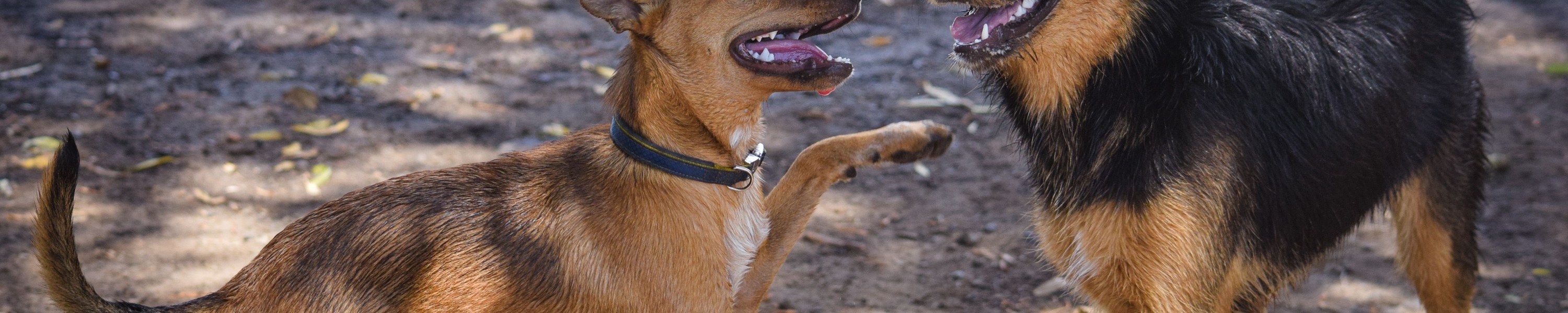Hund hat viel Ohrenschmalz