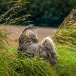Hund hat viel Speichel