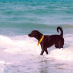 Hund heiser